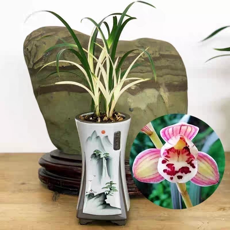 White Jade Phoenix Flower Special Fragrance Indoor Potted Orchid