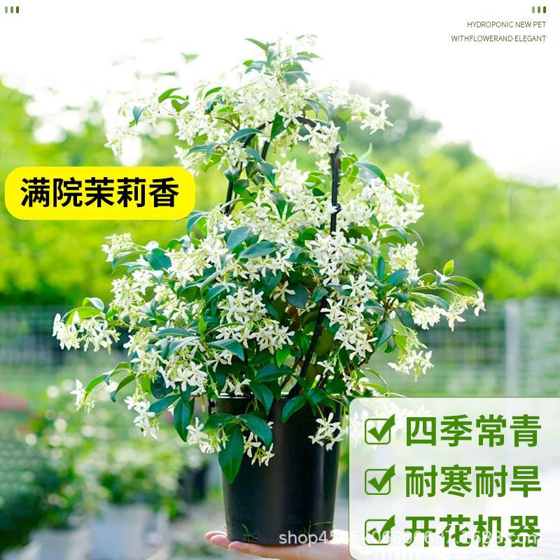 Windmill Jasmine Vine Plant with Flowers, Strong Fragrance Climbing Vine Seedling, Courtyard Balcony, Cold-Resistant and Easy to Grow Soil Plant