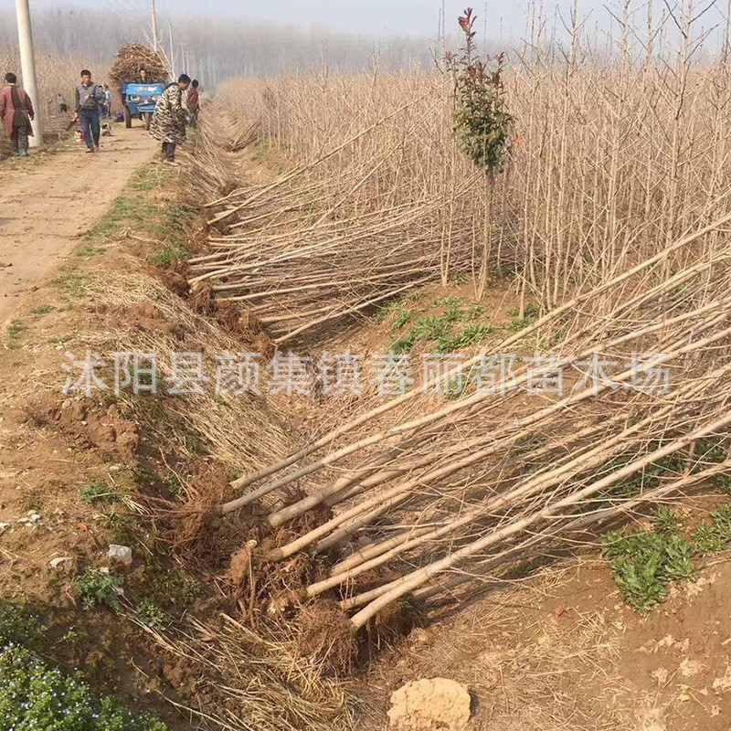 Саженцы гинкго для озеленения, красивые садовые растения, деревья, саженцы гинкго, саженцы гинкго с фруктами