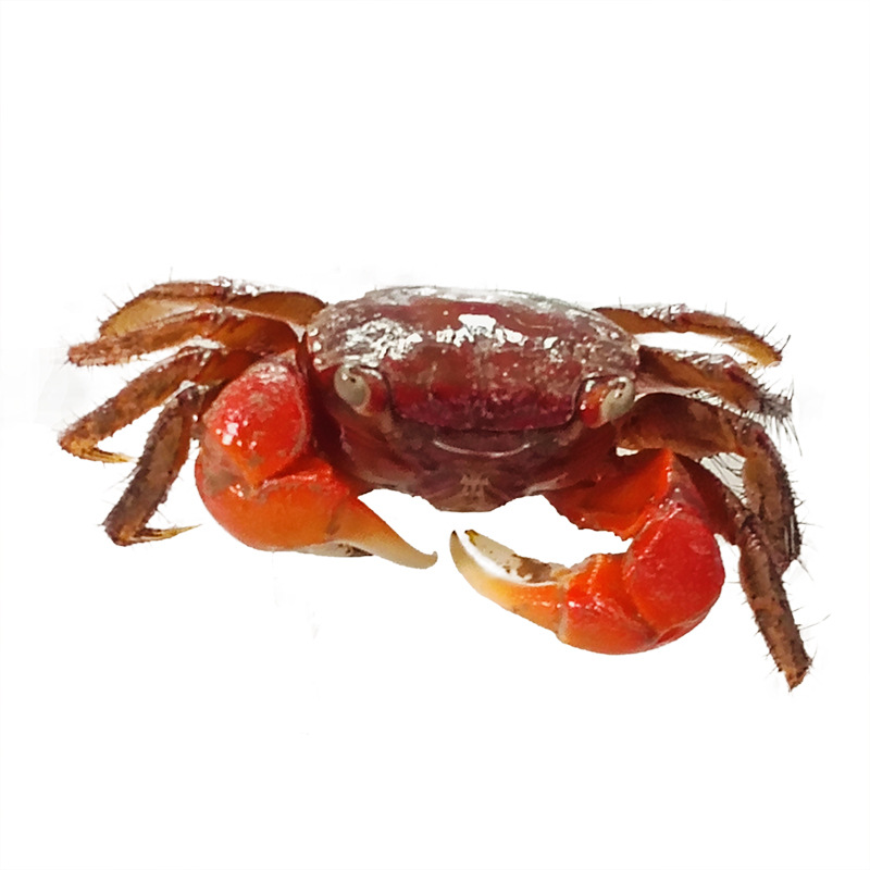 Hand crab pet small crab living climbing pet fish tank ornamental crab native freshwater crab stall wholesale hand crab
