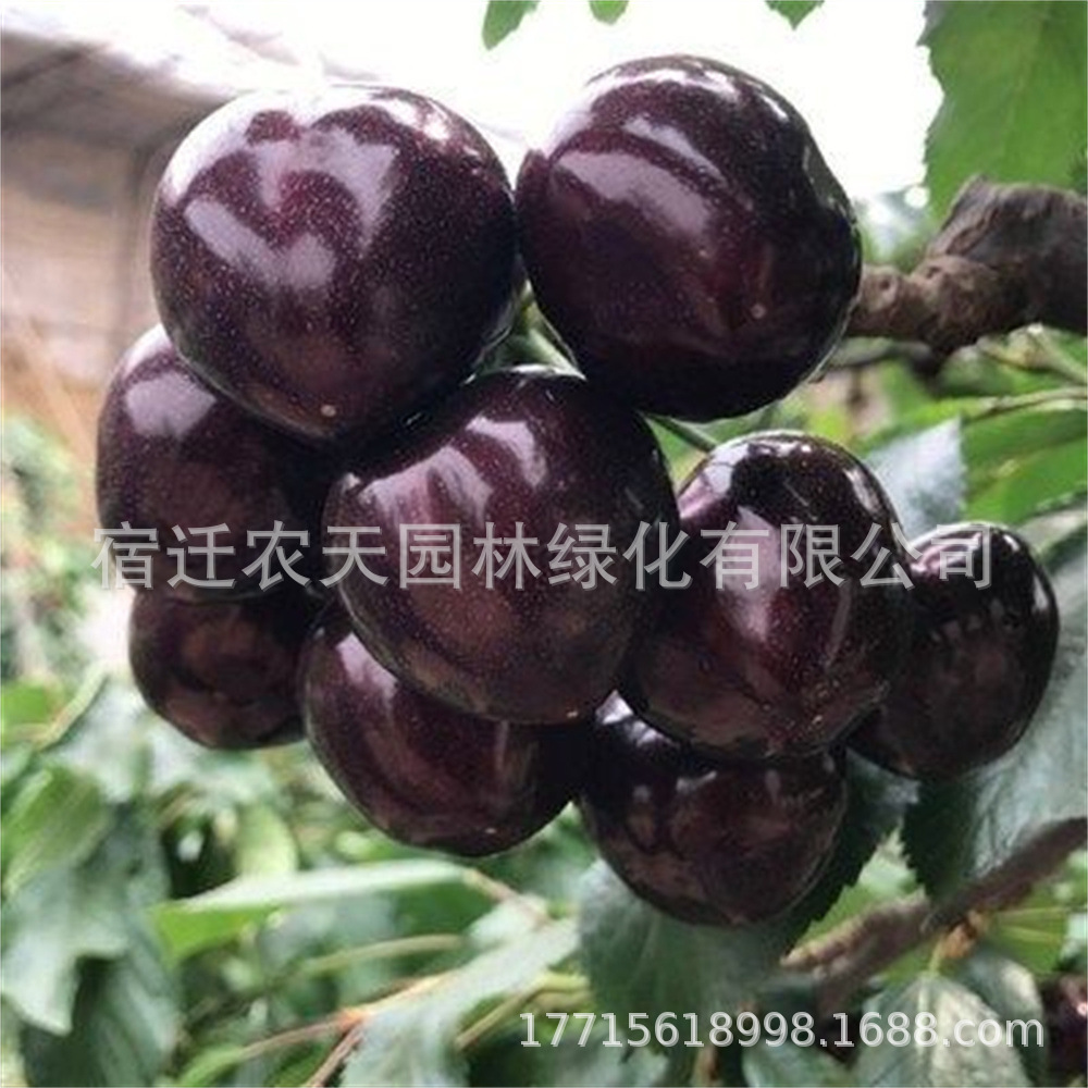 Black Pearl Cherry Saplings Dwarf Potted Ground Planting Results in the Current Year, Extra Large Cherry Fruit Trees Planted in the North and South