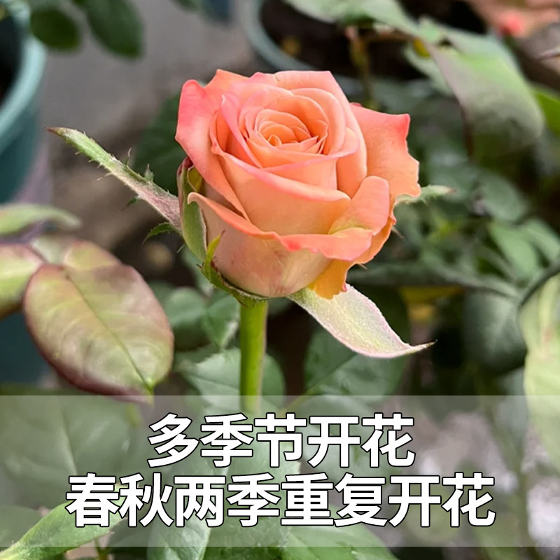 Cappuccino Rose Flower Potted Old Pile Chocolate Color Large Seedlings Blooming in All Seasons Balcony Courtyard Florals and Green Plants