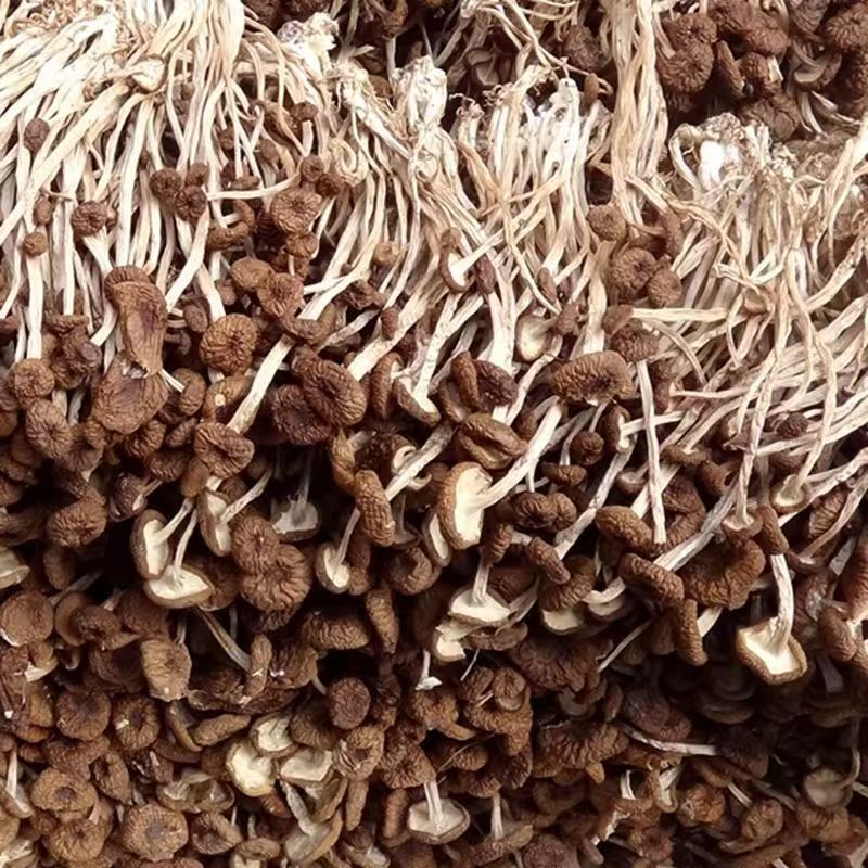 Farm-Grown Specialty Dried Tea Tree Mushrooms, Unopened Mushrooms, Direct Sales from the Manufacturer, Wholesale in Large Quantities, Excellent Ingredients for Soup