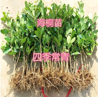 Саженцы питтоспорума для озеленения двора, шары питтоспорума, ароматные саженцы для живой изгороди, морозостойкий забор, вечнозеленые саженцы на все сезоны