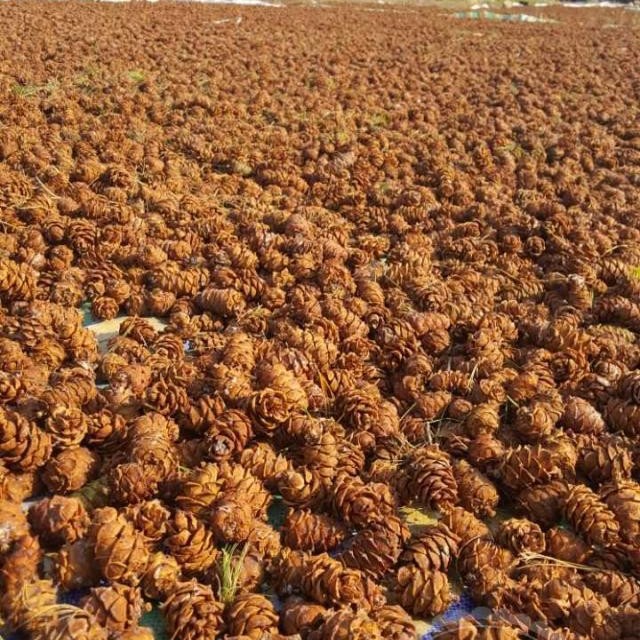 Daxinganling wild original flavor pine shell raw horsetail pine Tower Yansong Tower raw pine seeds small tower dried nuts mouse food snacks