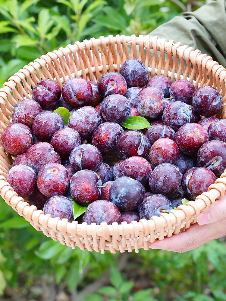 Хрустящие красные безкосточковые сливы из Сычуани, Феникс Мэй, хрустящие свежие фрукты, зелёные хрустящие сливы, половина красной целой коробки