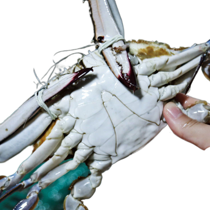 Fresh Live and Frozen Jumbo Hairy Crabs, Extra Large and Fattened, Frozen White Crabs, Wholesale in Bulk