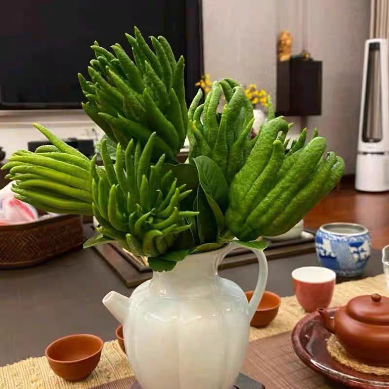 Freshly Picked Large Bergamot Fruits, Fresh Fruits for Ornamental and Edible Purposes, Sourced from Yunnan Peiqing for Natural Aromatherapy and Fragrance