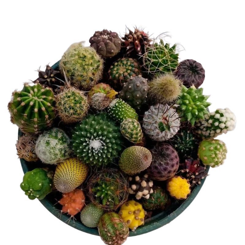 Cactus Grafted Combination Potted Succulent Plant with Triangular Side Buds Colorful Cactus