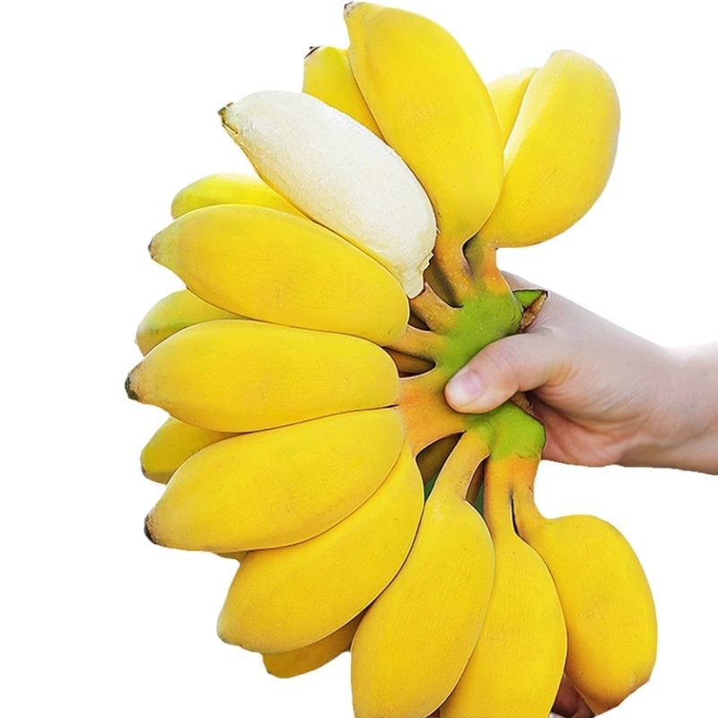 Guangxi fresh fruit millet banana seasonal fruit 4.50kg whole box postage non-apple banana banana a generation of hair