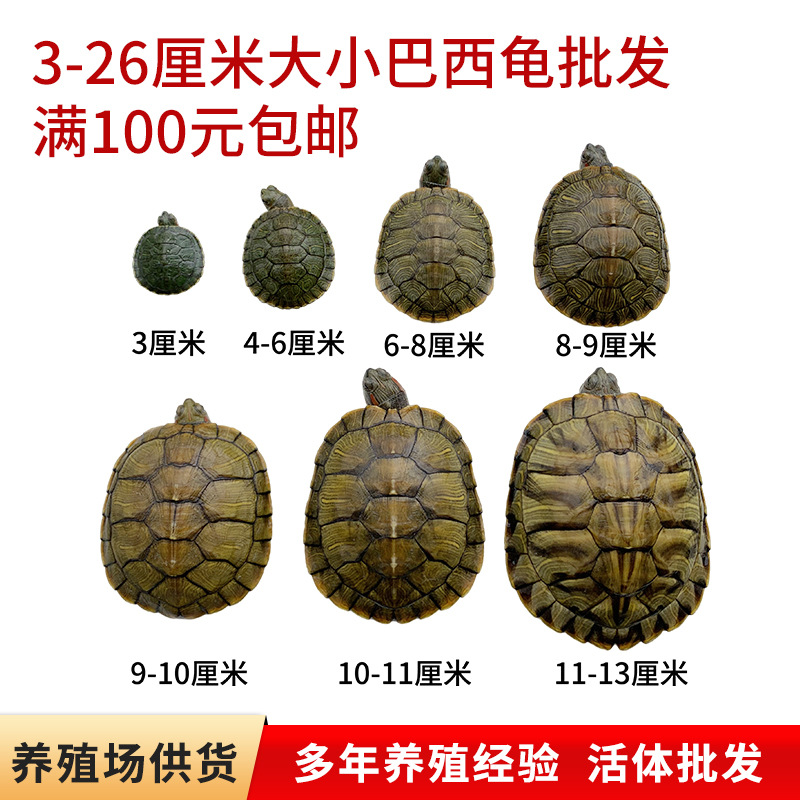 Бразильская черепаха, декоративная черепаха 3-26 см, большие и маленькие черепахи, молодые черепахи по специальной цене, черепашата