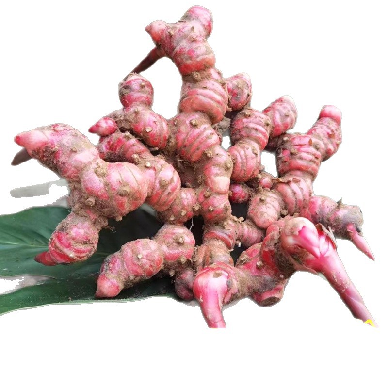 Authentic Southern Ginger, Selected Wild Ginger, Freshly Dug Niuyang Meat Hot Pot, Braised Flavor, Removes the Smell and Fishiness, and Enhances the Freshness of the Seasoning