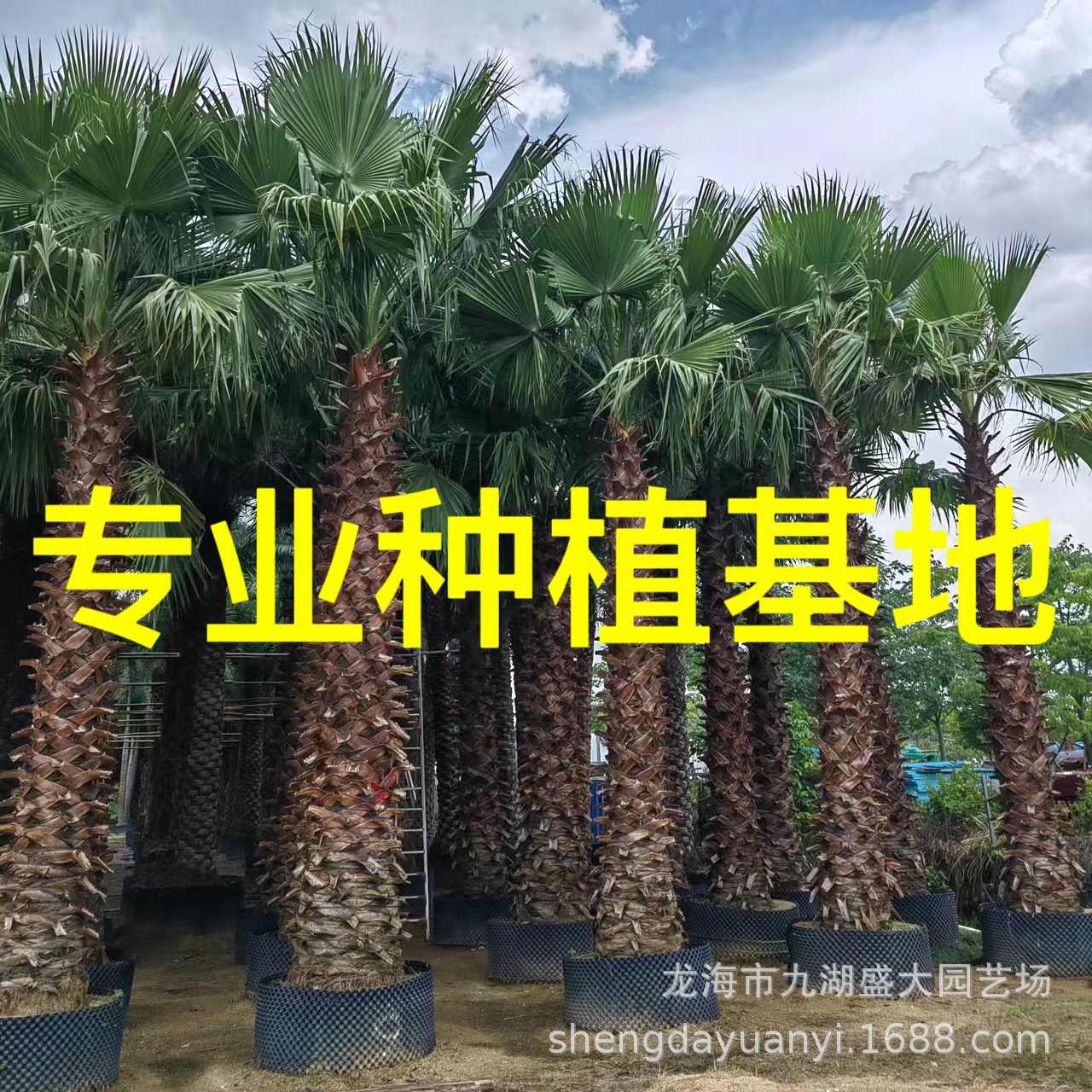Юннаньская старая пальма, оптовая продажа, Чжэцзян, цена на пальму Хуачжоу, Цзянсу, изображения, пальма Вашингтон, Цзянси, старая пальма, котировки