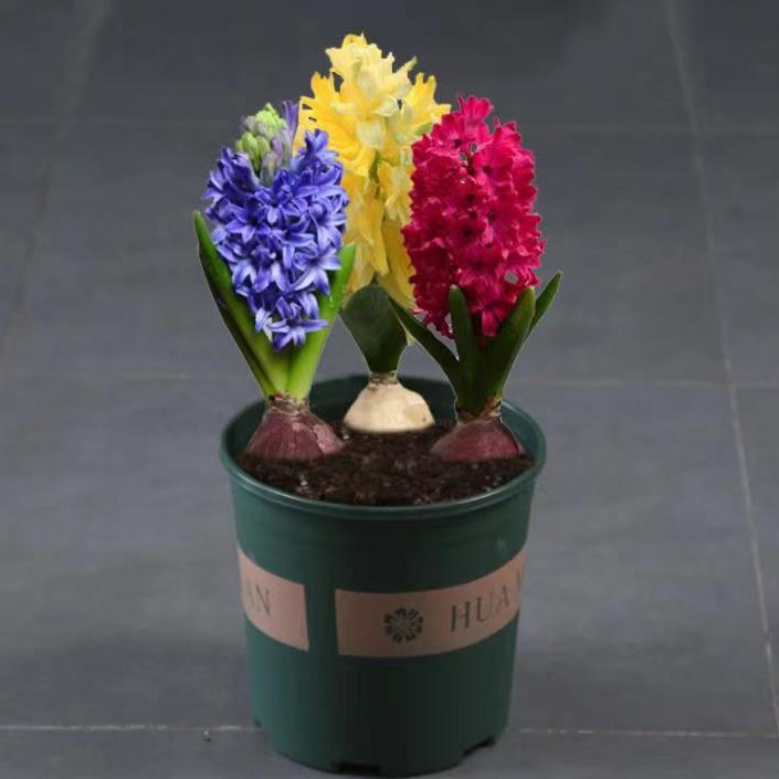 Wholesale Hyacinth Bulbs, Hyacinth Potted Plants, Full Colors, Hydroponic Soil Culture Flower Plants, Large Quantity Discounts