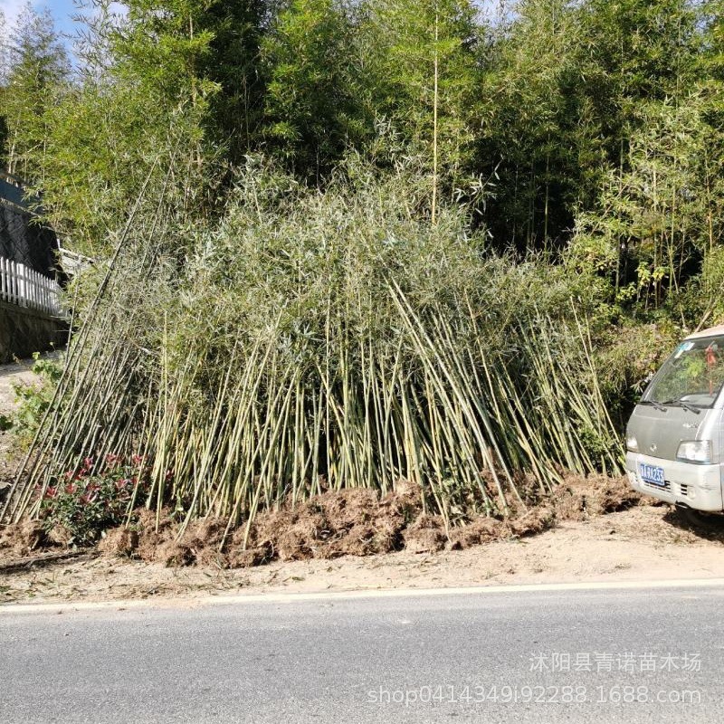 Wholesale Phyllostachys Pubescens Seedlings Bamboo Plants Large Phyllostachys Pubescens Seedlings Project Greening Bamboo Seedlings Now Dig Bamboo Seedlings