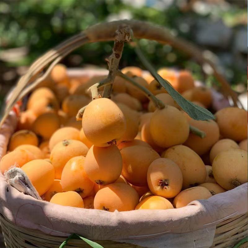 Sichuan Loquat Seasonal Fruit Pipa Sf Free Shipping Fresh Fruit Direct from the Place of Origin Miyi Loquat Dropshipping