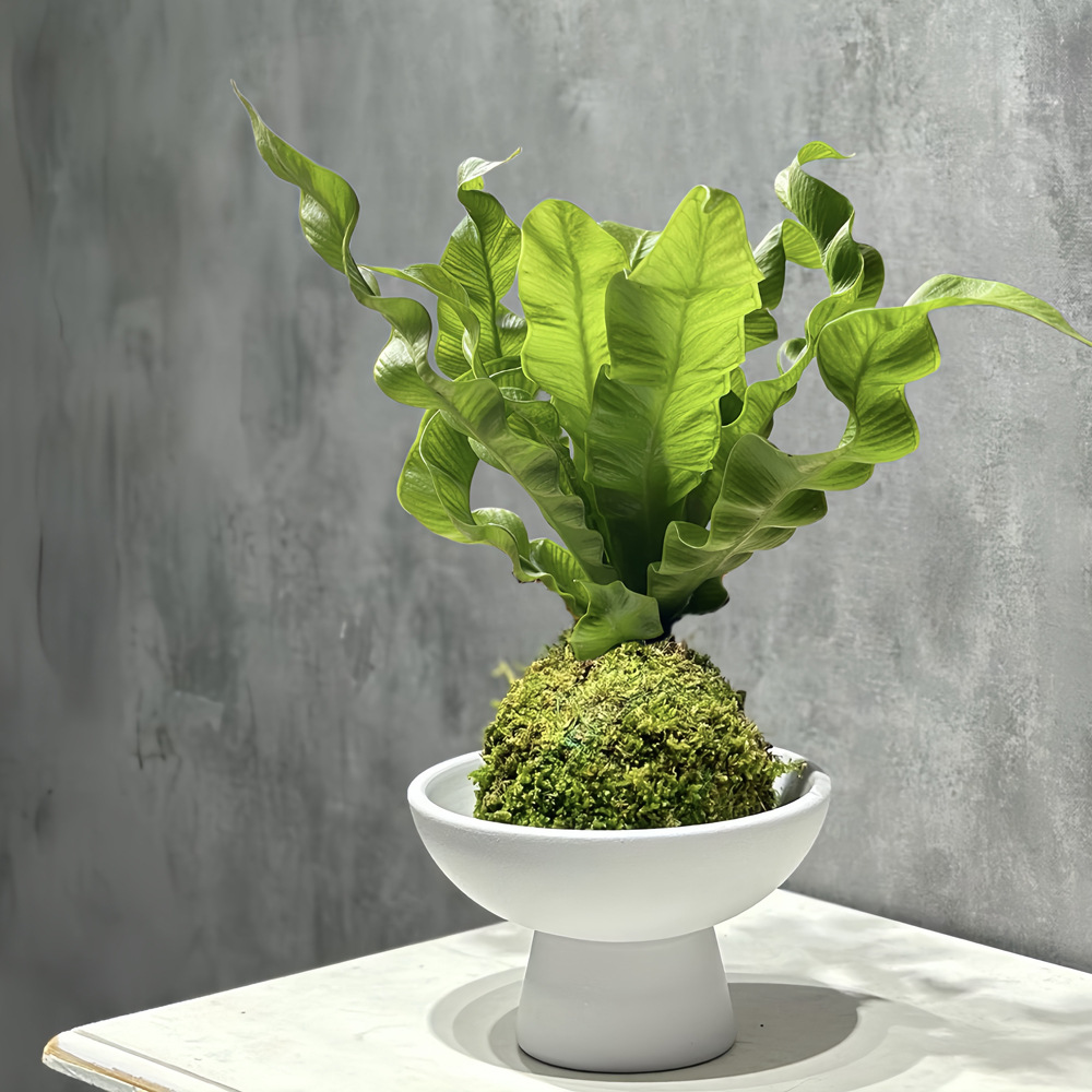 Flamingo Bird's Nest Fern Moss Ball Ins Style Office Desktop Potted Green Plant Air Purifying Fun Plant Moisture-Adoring