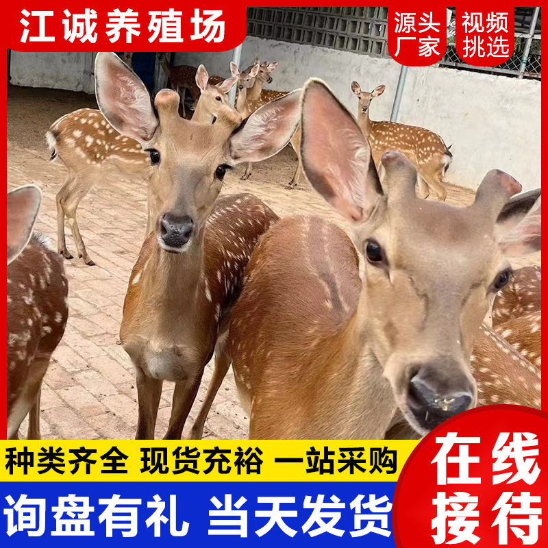 Ornamental Interactive Sika Deer in the Garden Scenic Spot for Sale and Rental, Gentle Sika Deer, Sika Deer Calf Price