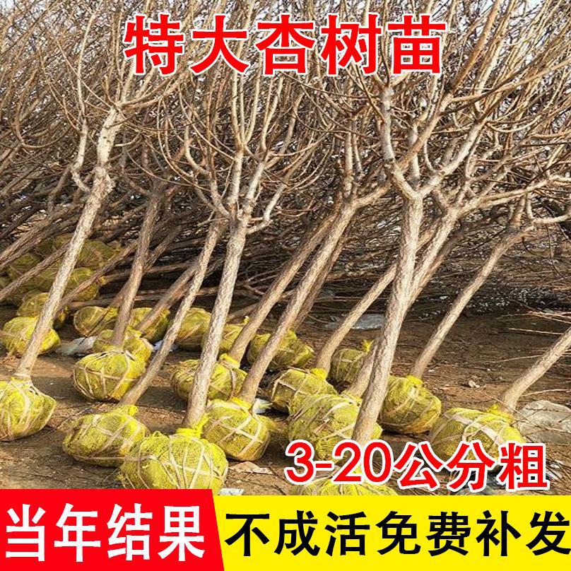 Саженцы абрикосов экстра-класса, новые сорта ароматных абрикосов и полевых абрикосов, подходят для посадки в любое время года в южных и северных регионах, идеальны для садов вилл и прививок