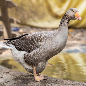 Гусь Лангде, маленький гусь, большой гусь, гусь с красным клювом, аутентичный чистокровный гусь, живой молодой гусь