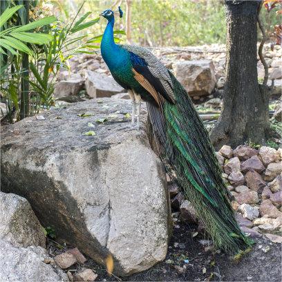 Live Blue Peacock Chicks Price, Warm-Up Chicks Supply, Adult Five-Year Exhibition Special Pet Viewing High Quality