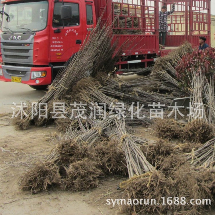 Grafted Magnolia Seedlings Magnolia Saplings Wholesale Yellow Purple Magnolia White Magnolia Magnolia Seedlings Landscaping Saplings