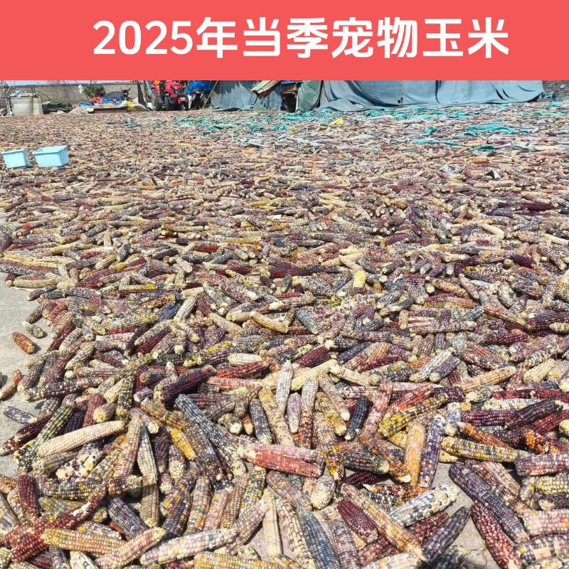 25-year-old seasonal mini corn hamster grinding teeth corn golden bear rabbit chinchilla flower twig mouse grinding teeth snacks