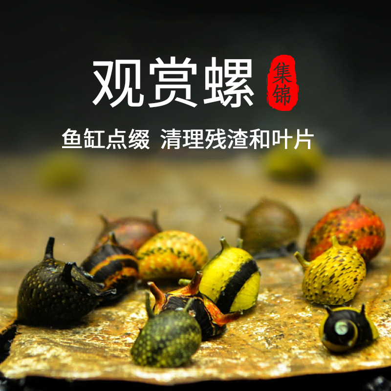 Инструмент для удаления водорослей с декоративной улитки, улитка яблоко, зебра, киллер, золотая, черная, алмазная, очистка яиц улиток, тропическая декоративная улитка