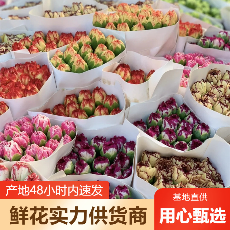 Оптовая продажа гвоздик из Юннани для Дня матери и сообщества