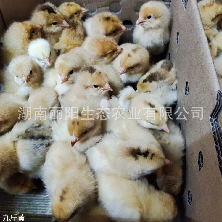 Factory Wholesale Fast-Growing Yellow Chicken Seedlings Live Three-Day-Old Yellow Chickens with Fast Growth and Are Suitable for Free-Range Broiler Chickens in Rural Areas and Mountains