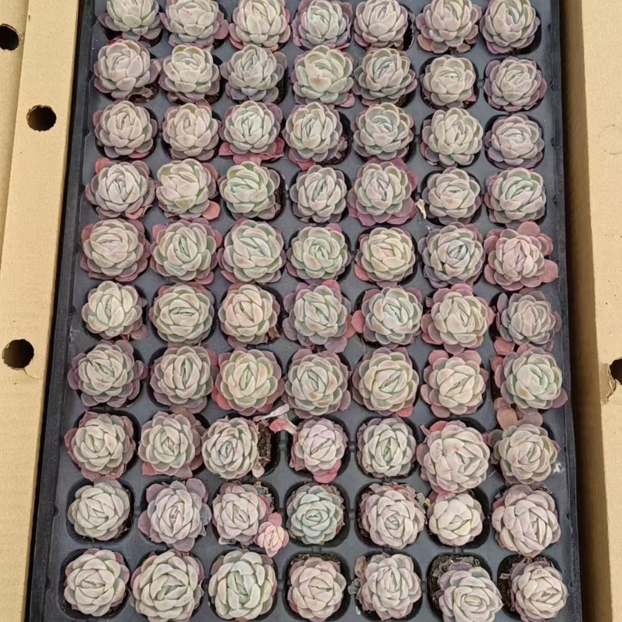 Berry 3cm Cream Real Shot Plug Seedling Succulent Plant Base Direct Sales Large Favorably