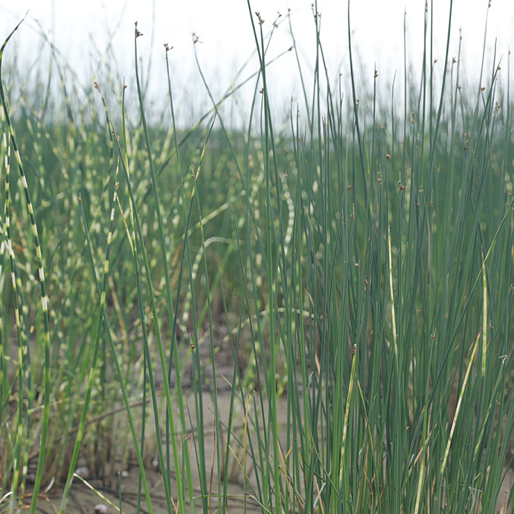 Flower and Leaf Shallot Nursery Wholesale Perennial Perennial Aquatic Plant Origin Wholesale Gold Leaf Shallot Spot Wholesale