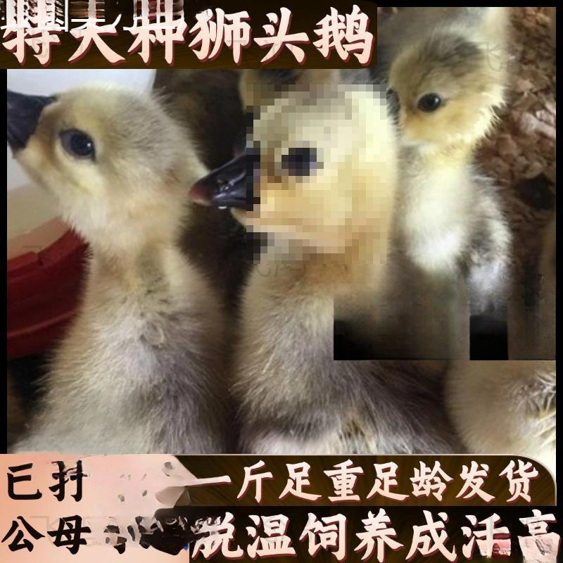 Lionhead Half-Pound Large Extra-Large Goose, Purebred 0.5kg Lionhead Goose Live Chicks for Consumption at Room Temperature