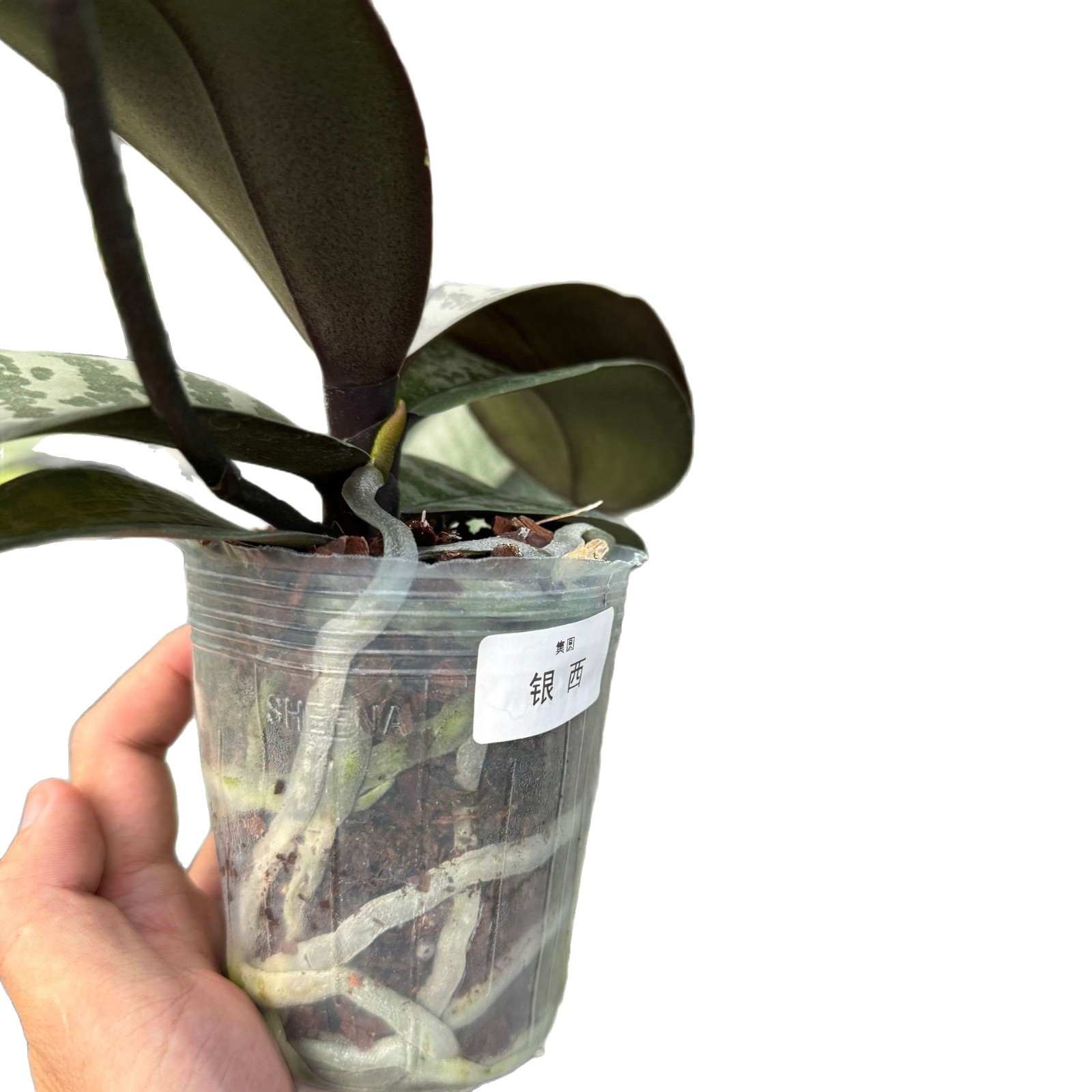 Rare and Interesting Phalaenopsis Seedlings, Fun Phalaenopsis Luther Division Phalaenopsis Seedlings, Beginner Native Practice Seedlings