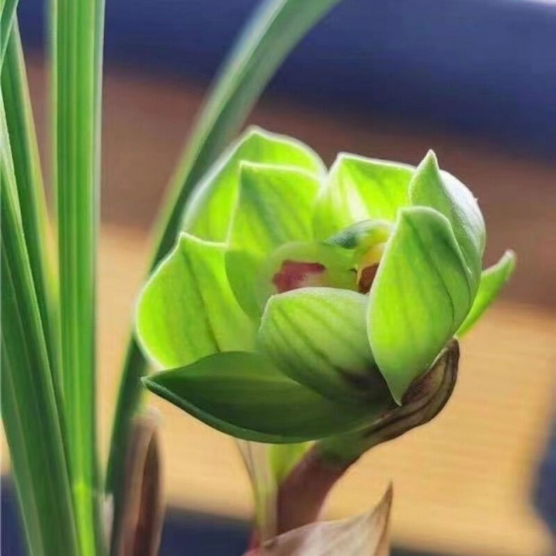 Spring Orchid, White Jade Lotus, Green Cloud, Indoor Potted Plant, Desk, Bedroom, Living Room, Tea Table, Strong Fragrance