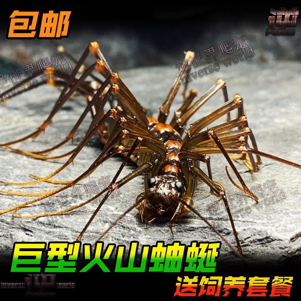 Free Shipping Live Pet Millipedes, Live Crawling Pets, Alternative Predatory Insects, Live Crawling Pets