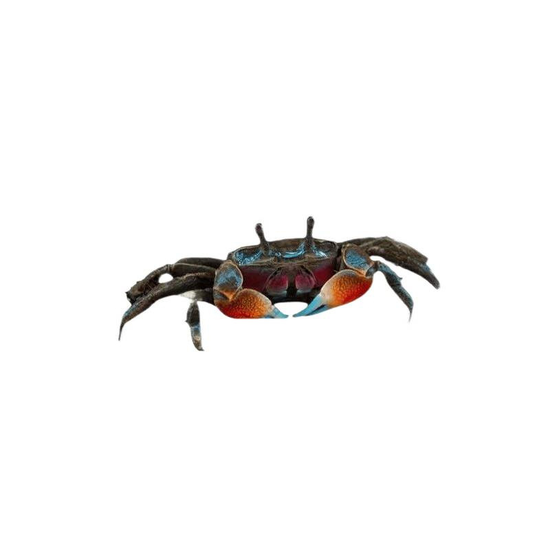 Mini Chili Crab Pet Small Crab Ornamental Crab Wholesale Fighting Crab Freshwater Crab Mini Crab Live*