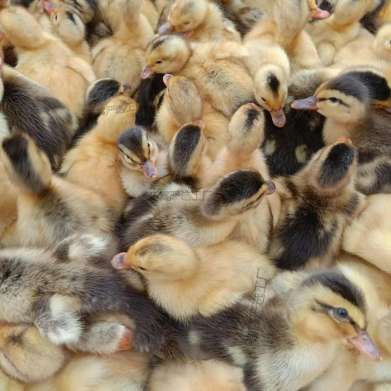 Only Large-Sized Mallard Live Ducklings, High-Yielding Egg-Laying Ducklings, Fast-Growing Varieties, Complete Vaccines, Free Shipping