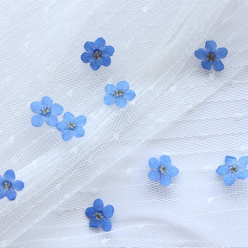 Forget-Me-Not Dried Flower Embossed Real Flower Plant Specimen Drop Glue Bookmark Photo Frame DIY Material Face Decoration Baffles