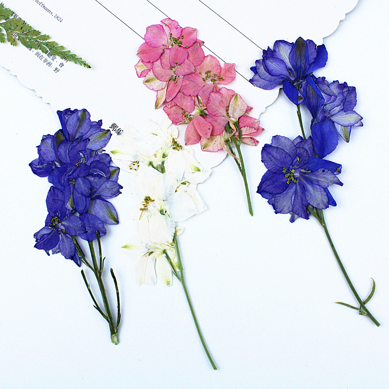 цветы ласточки, сухие цветы с ветками, материалы для DIY оптовые образцы растений, тисненные цветы для обучения детей