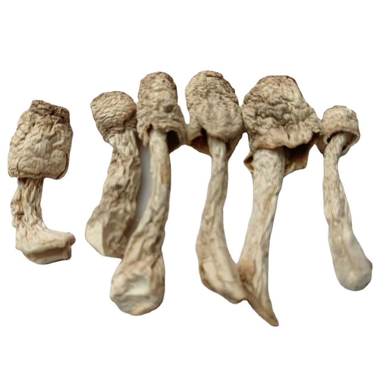 Xinrongyu factory wholesale chicken leg mushroom whole self-produced and self-sold Dry Goods Direct Supply