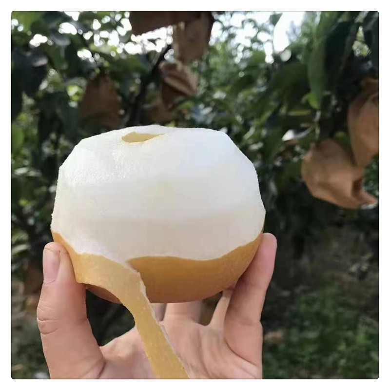 Аутентичные саженцы груши Цююэ, привитые саженцы груши Цююэ, оптовая продажа груши Бинтанг Цююэ диаметром 1-3 см