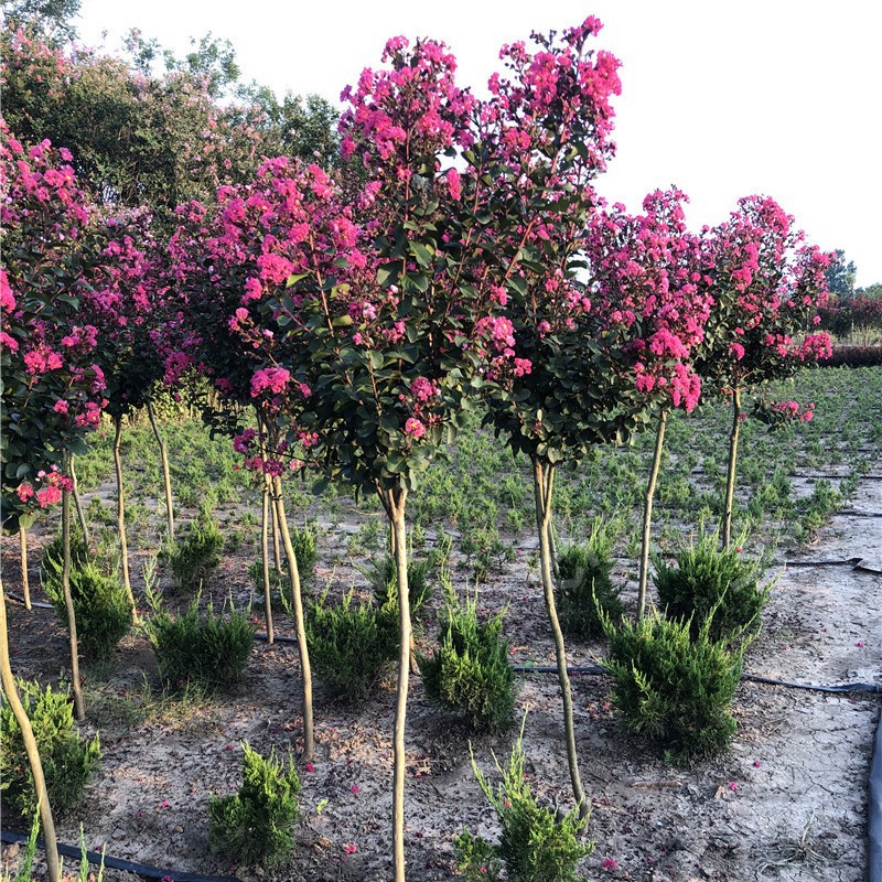 Base Wholesale Greening Crape Myrtle Saplings Red Flower Crape Myrtle Saplings Hundred Day Red Saplings Red Rocket Crape Myrtle Tree American Crape Myrtle
