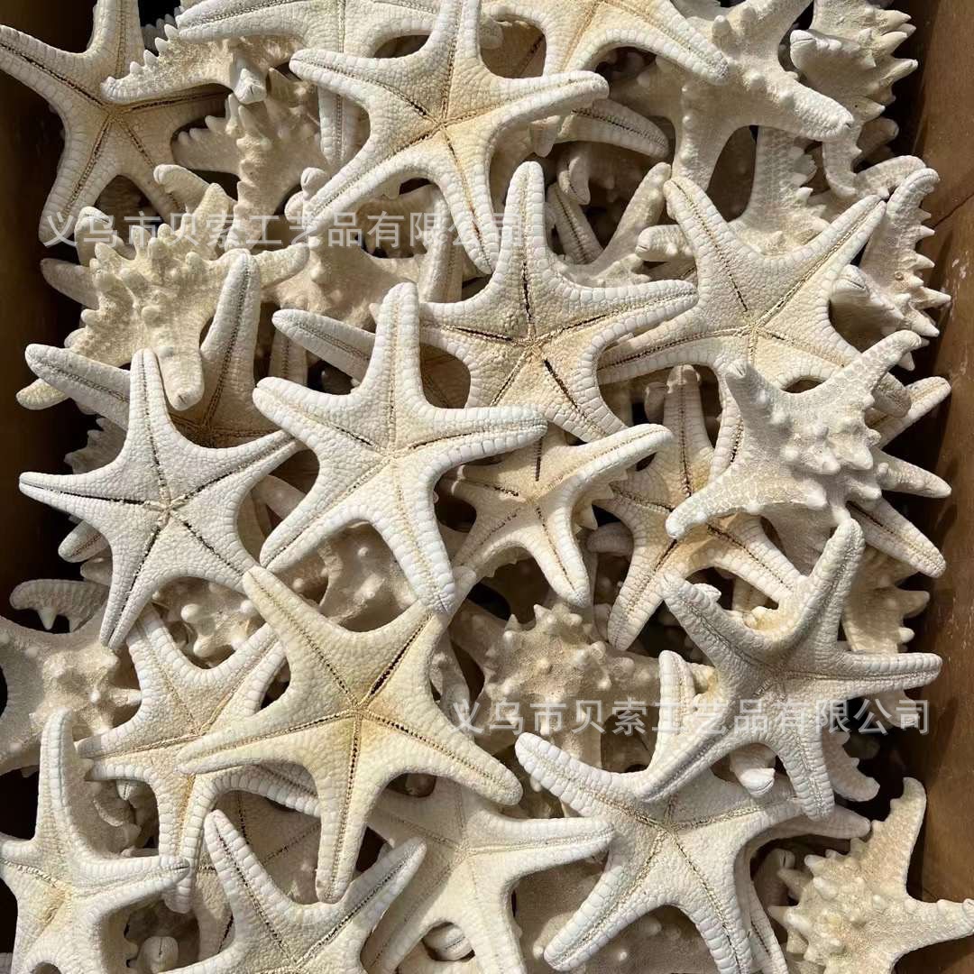 Research Shell Conch Sea Star Micro Landscape Aromatherapy DIY Eternal Flower Landscaping Decoration Crafts Set Props