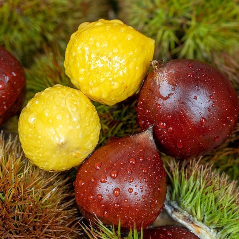 Authentic Jiannou Alpine Chestnuts 2.5kg Whole Box Fresh Wild Farm Chestnuts Wholesale Free Shipping Ready to Pick