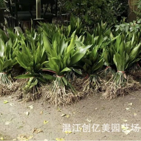 One-Leaf Orchid Potted Seedlings, Green Leaf and Spotted Leaf Spider Plant, Height 50-150cm Cm, Indoor Evergreen Green Plant