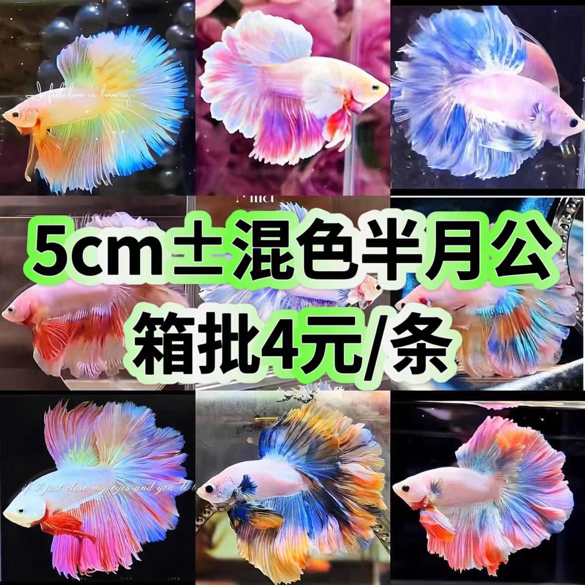 Тайские бойцовые рыбы тропические декоративные рыбы Львиный король свадебные рыбы полумесяц мужская рыба конский хвост живой ночной рынок контейнер красный оптовая продажа