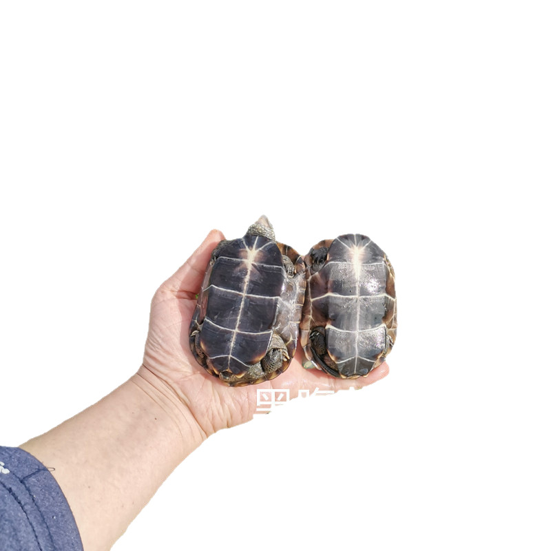 3- 15cm Large and Small Grass Turtles, Golden Line Turtles, Black-Bellied Turtles, Black Turtle, Wild Turtles, Baby Turtles, Aquatic Turtles, Chinese Grass Turtles