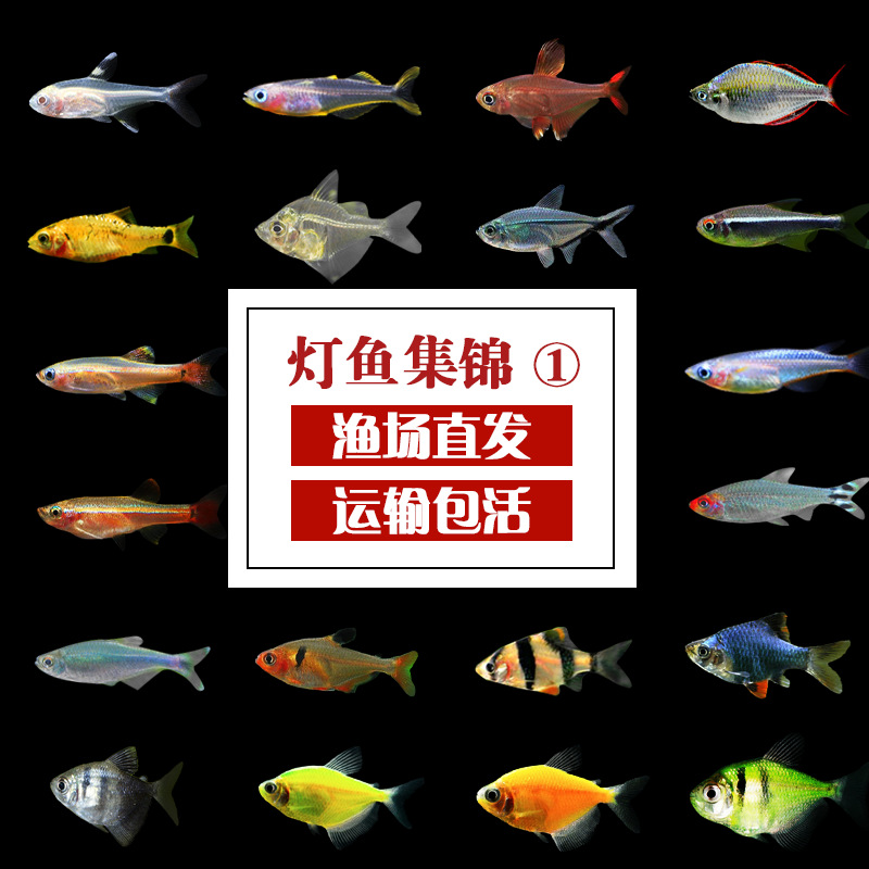 Декоративные рыбки мальки красные и зеленые лотосовые фонарные травяные аквариум групповые плавания пресноводные маленькие фонарные рыбы аквариумные домашние рыбы травяной аквариум премиум продукт