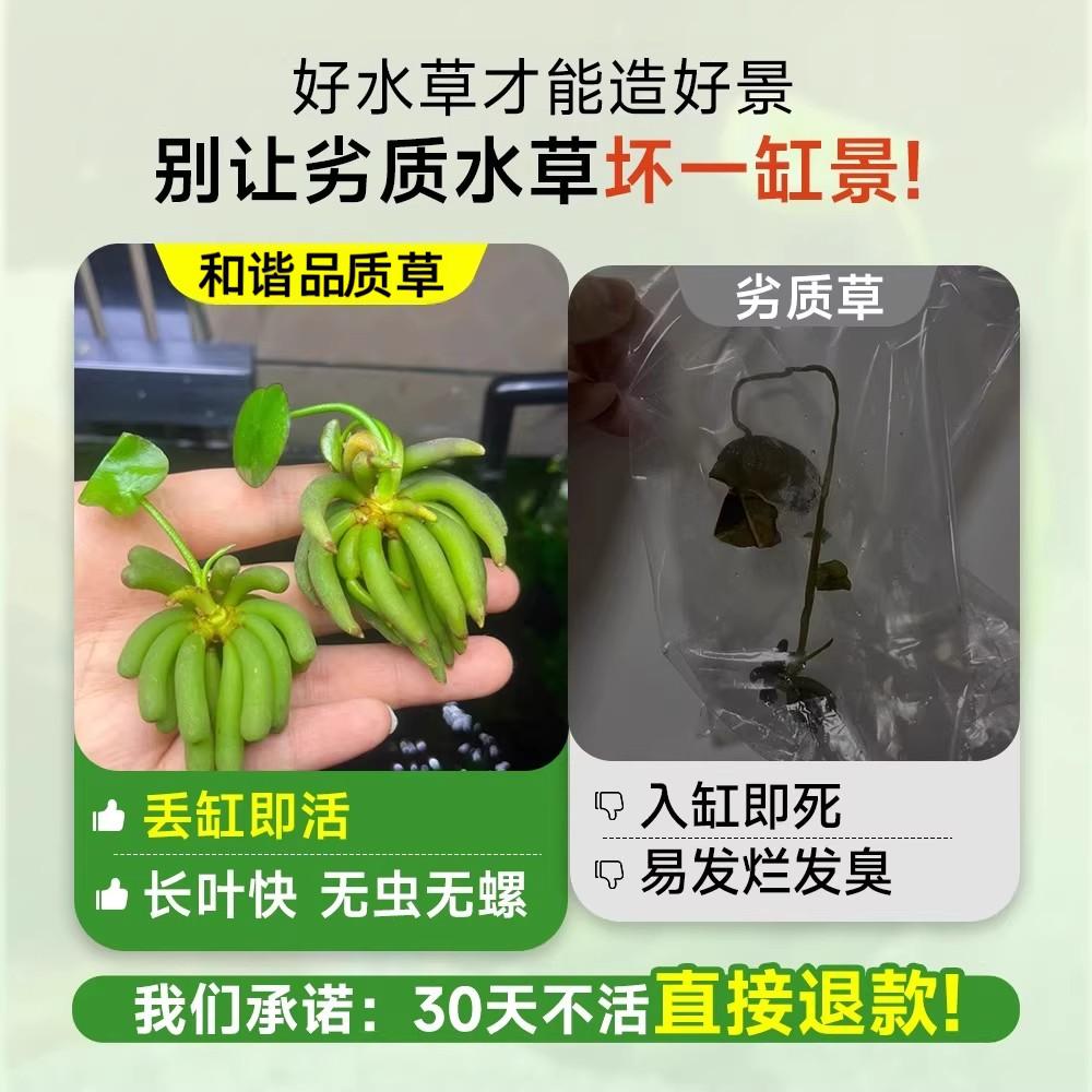 Banana Grass, Aquatic Plants for Fish Tanks, Purify Water Quality, Create Landscapes, Increase Oxygen, No Maintenance Required, Suitable for Beginners and Lazy People to Raise Fish and Green Plants